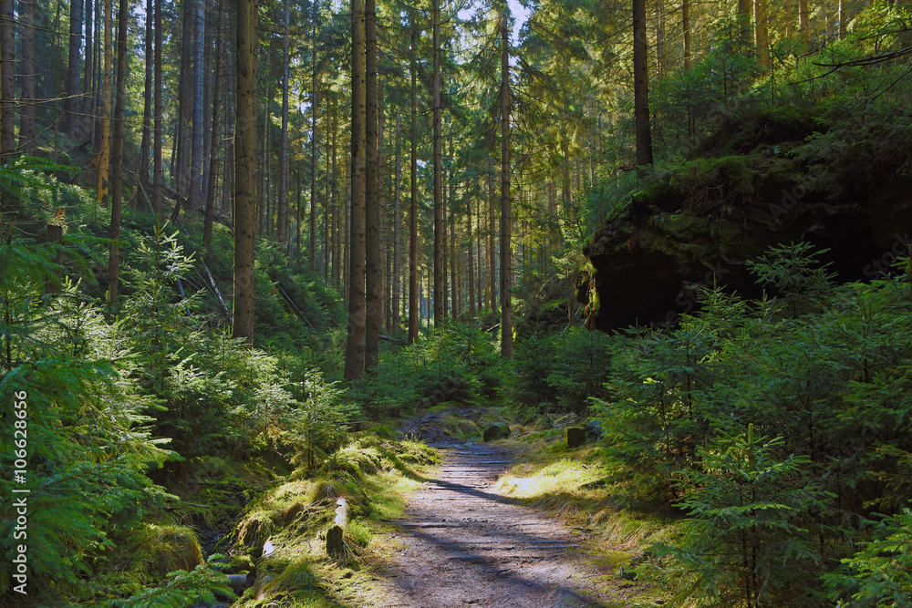 Path in spring forest Path in spring forest