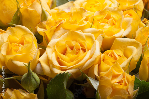 Natural background of fresh roses. Soft focus