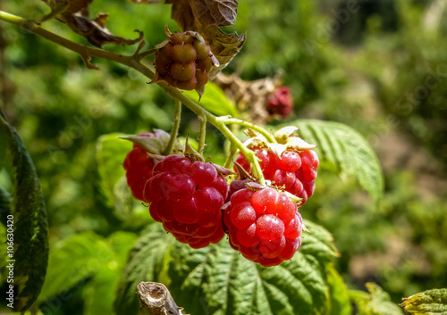 Ripe raspberries, kibbutz in Israel photo
