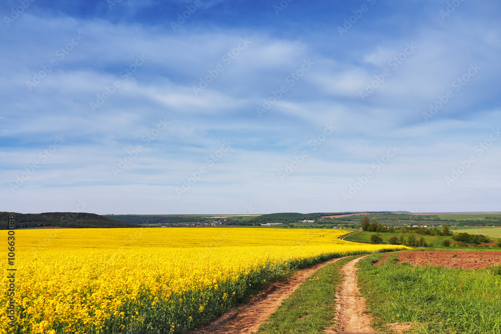 Spring colza fields. Blooming yellow flowers