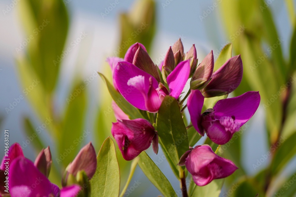 Fiori viola Fiori viola