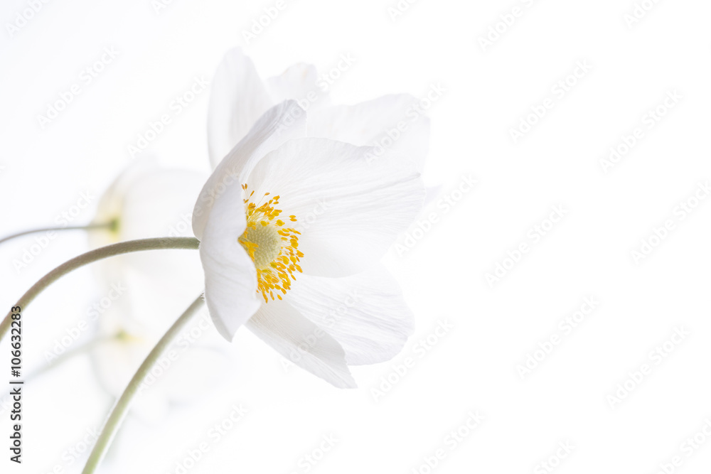 Beautiful White Spring Flowers. Soft image. Beautiful White Spring Flowers. Soft image.