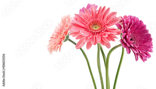 colorful bouquet of gerberas