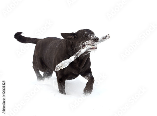 Fototapeta Naklejka Na Ścianę i Meble -  Chocolate Labrador Retriever fetching a stick in snow.