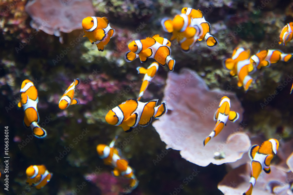 Orange clownfish - obrazy, fototapety, plakaty 