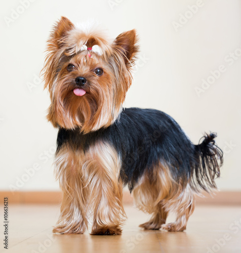 Yorkshire Terrier staying on parquet