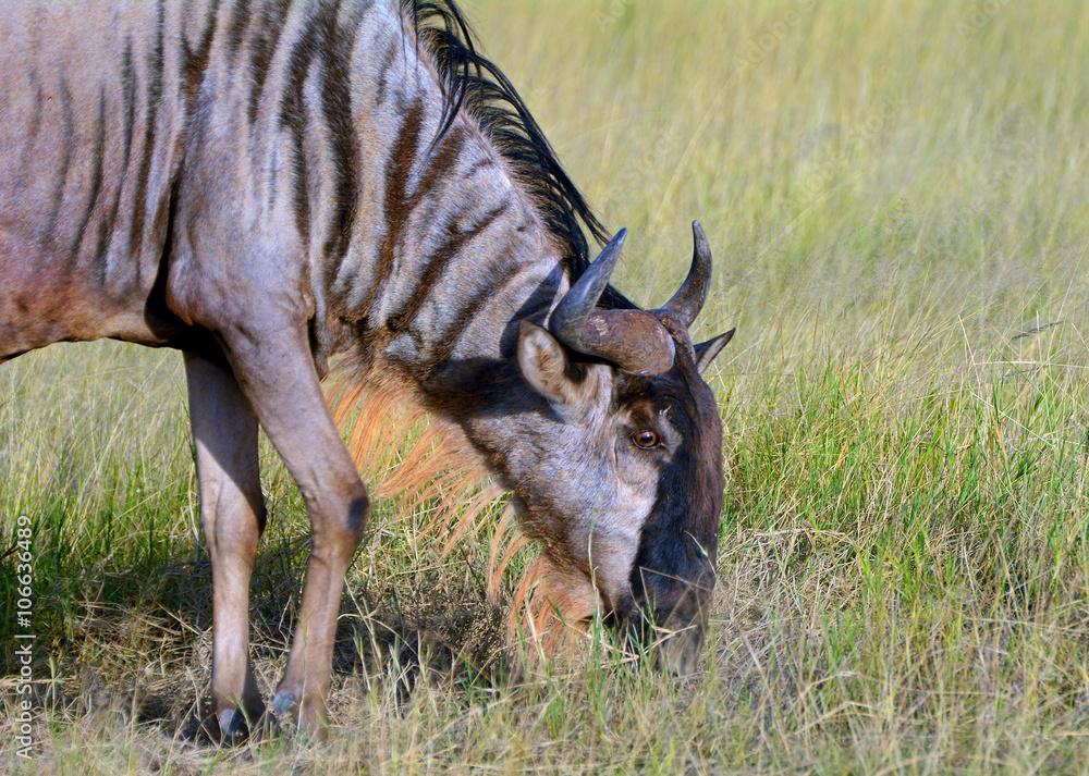 Blue wildebeest, Amboseli National Park, Kenya Blue wildebeest, Amboseli National Park, Kenya