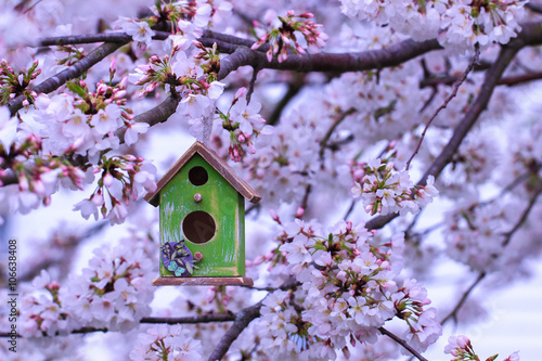 Birdhouse hanging on flowering tree branch