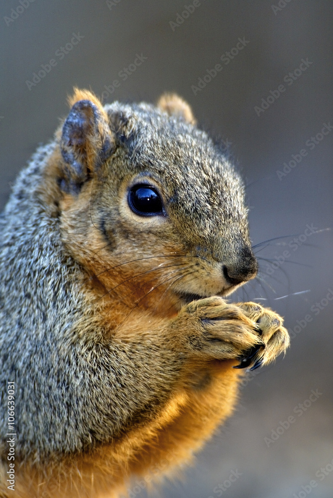 Obraz premium Eastern Gray Squirrel (Sciurus carolinensis)