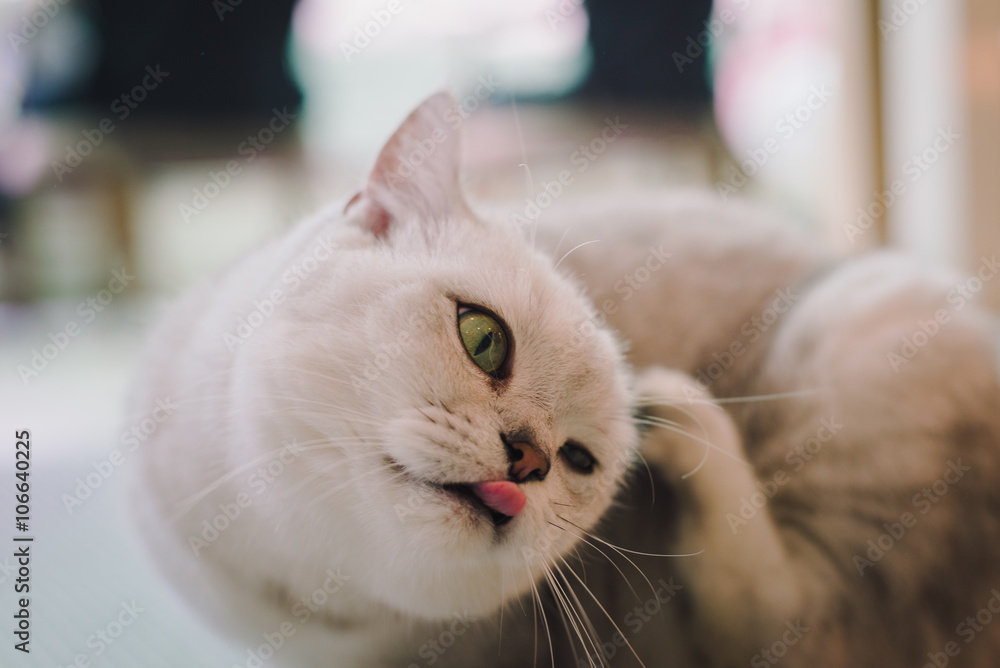 Obraz premium A portraiture of a cat in the room filled with soft light and use a soft focus. Relax and comfort.