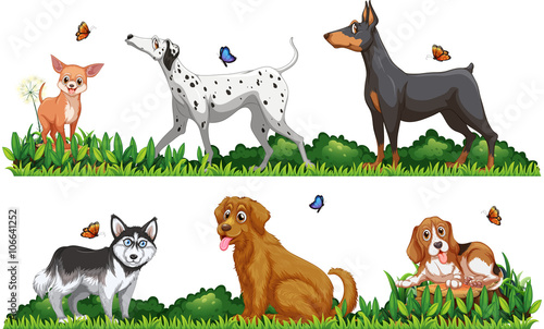 Many type of dogs in the park