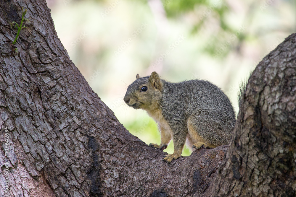 Western Grey Squirrel Western Grey Squirrel