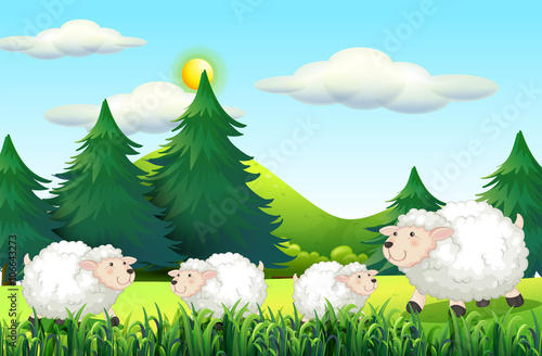 Sheeps living on the farmyard