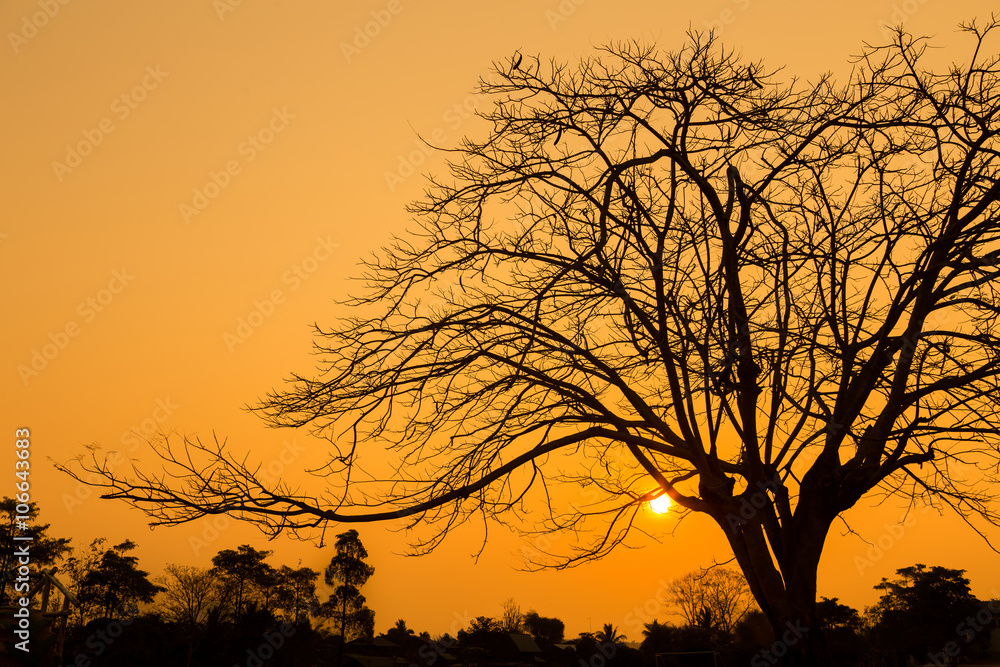 Trees without leaves at sunrise Trees without leaves at sunrise