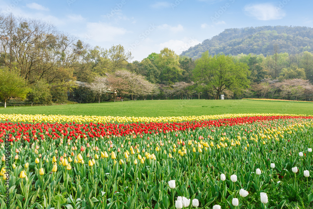 Fresh tulips blooming in the spring garden Fresh tulips blooming in the spring garden