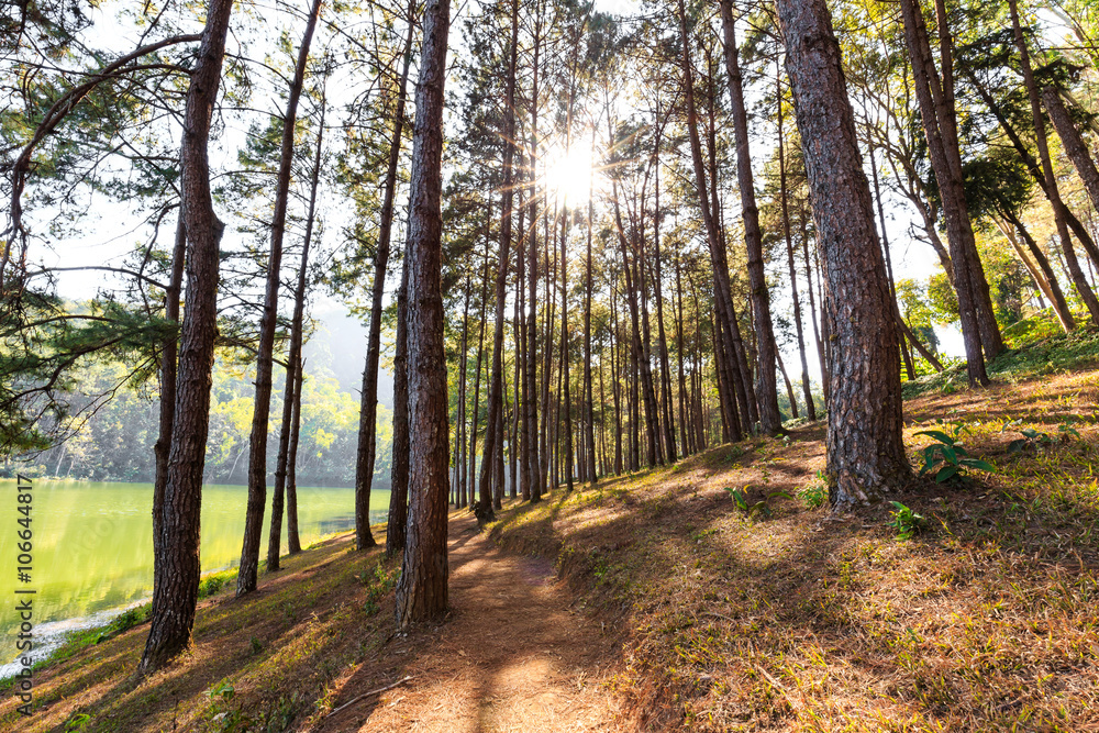 Fototapeta premium Sunlight through the top of green pines