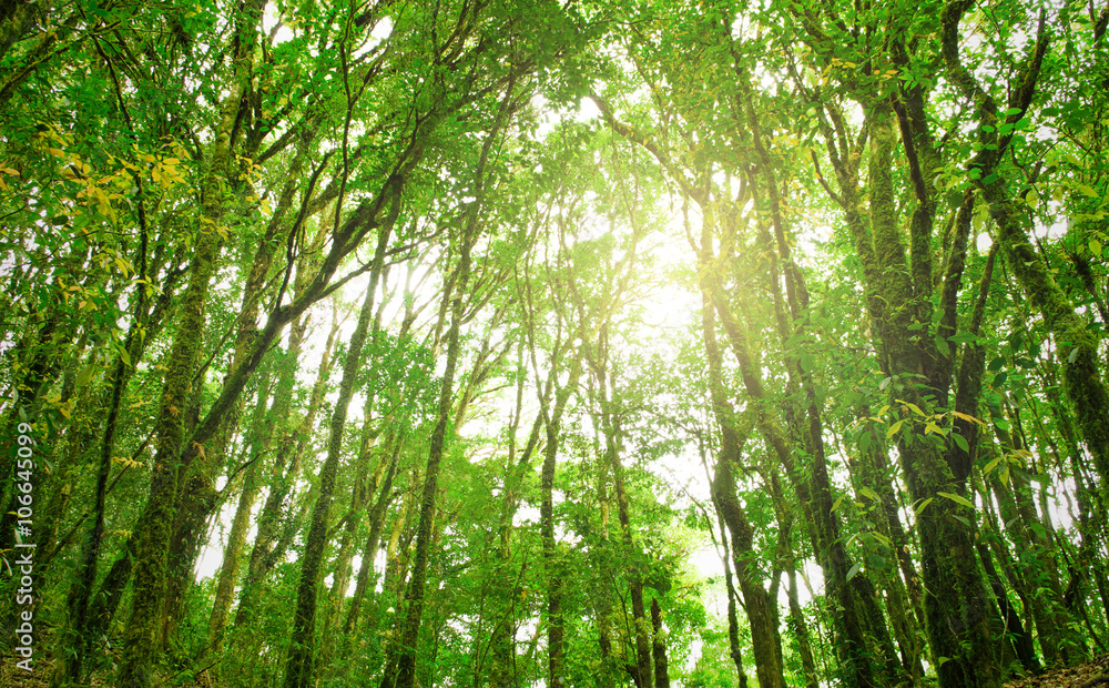 Naklejka premium beautiful green forest and sunlight