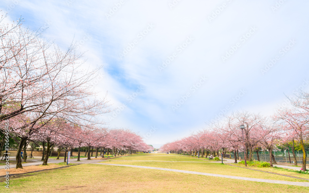 桜が咲く住宅街の公園