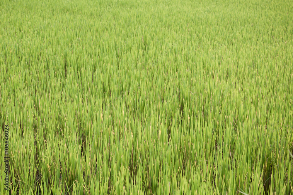 Green rice farming background.