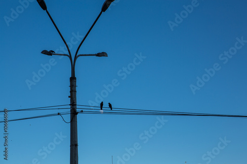 Konstfotografi Street lamp and two birds