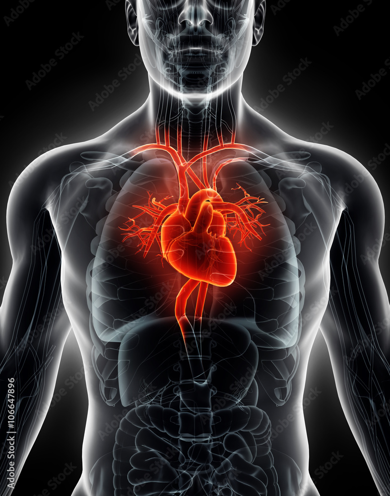 3D illustration Human Internal Organic - Human Heart. - obrazy, fototapety, plakaty 