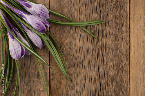 Spring crocus on wooden background