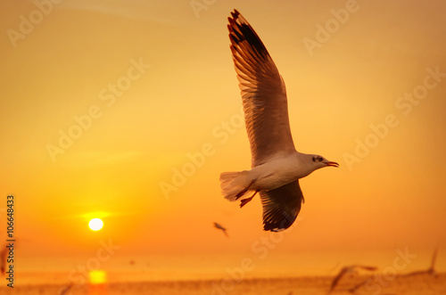 Close up Seagull and sunset