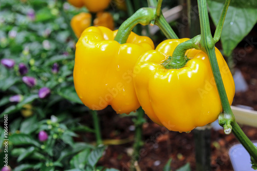 Fresh Yellow bell pepper hanging on tree with water drop in blur background, vegetable, plant, garden.