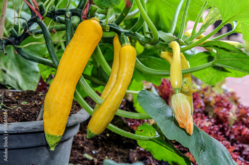 Yellow zucchini with flowers growing on the plant in a vegetable garden.