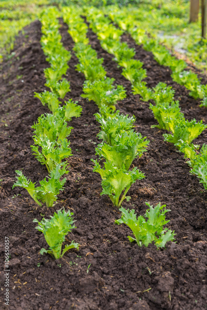 Row of Fresh salad leave Iceberg lettuce in the Organic farm with soft focus Row of Fresh salad leave Iceberg lettuce in the Organic farm with soft focus