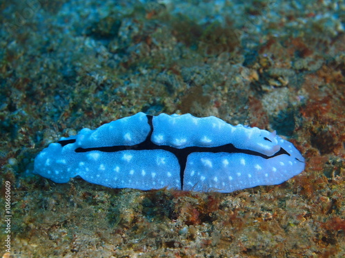 True sea slug  Island Bali