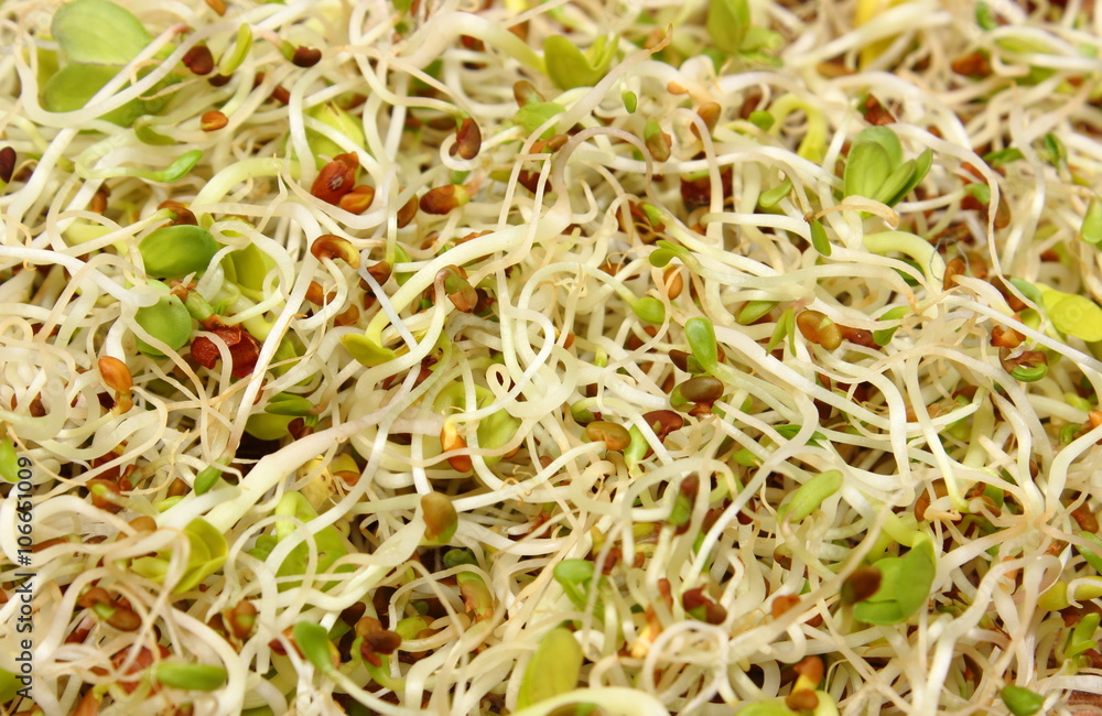 Alfalfa and radish sprouts on wooden table Alfalfa and radish sprouts on wooden table