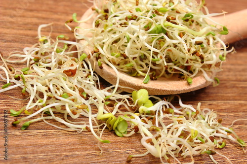 Alfalfa and radish sprouts on scoop, wooden background