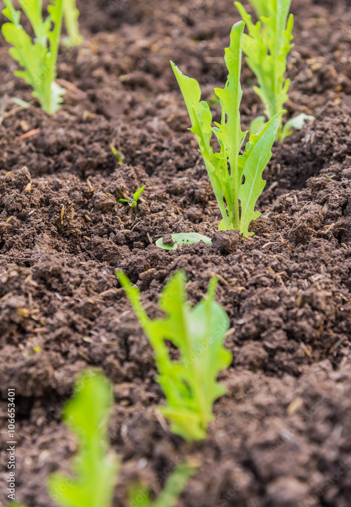Green fresh salad leave Chicory in the row of Organic farm Green fresh salad leave Chicory in the row of Organic farm