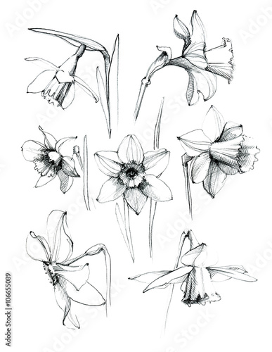 Daffodil flowers. Set. Hand drawn sketch ink.