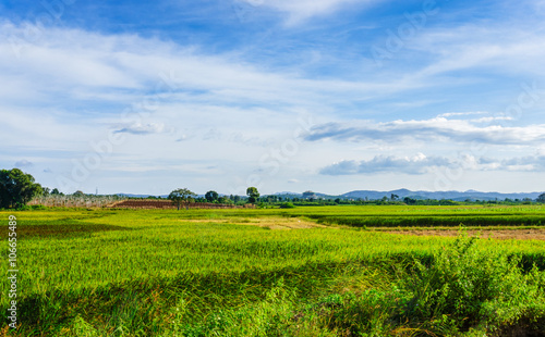 Beautiful landscape of farm field  Lamdong  Vietnam  