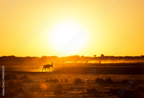Fototapeta Naklejka Na Ścianę i Meble -  Africa Sunset Impala