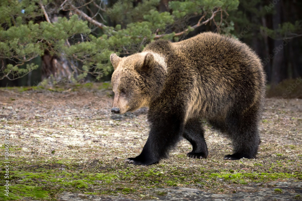 brown bear (Ursus arctos) in winter forest brown bear (Ursus arctos) in winter forest