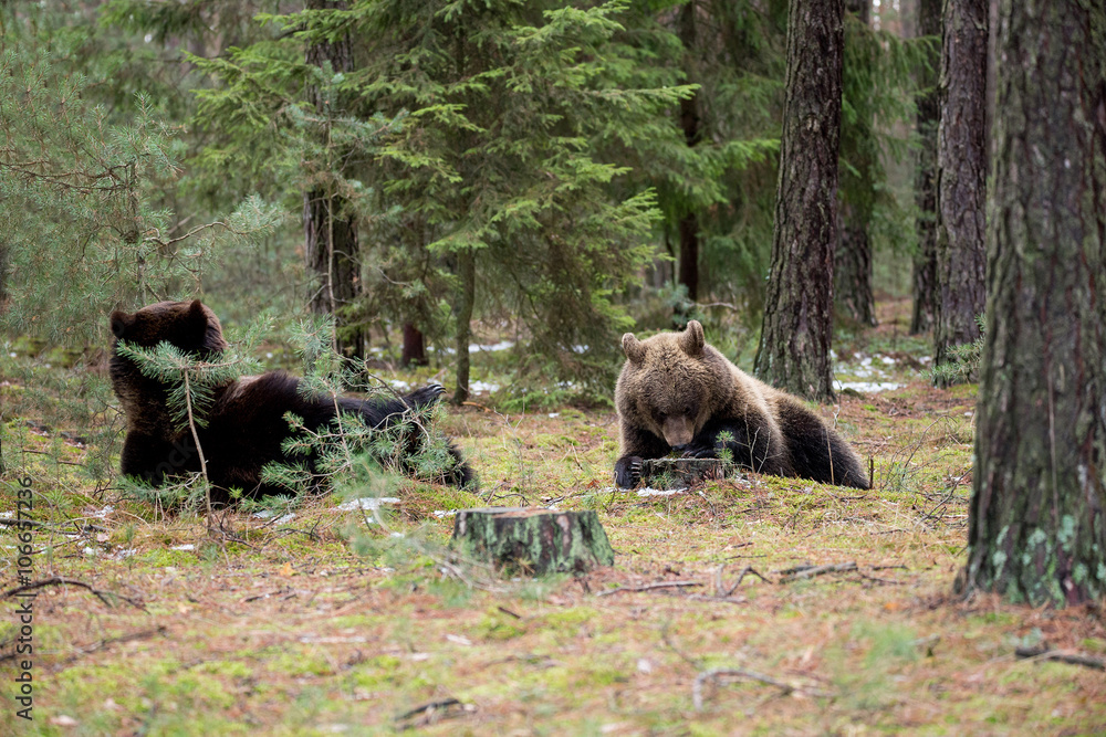 brown bear (Ursus arctos) in winter forest brown bear (Ursus arctos) in winter forest