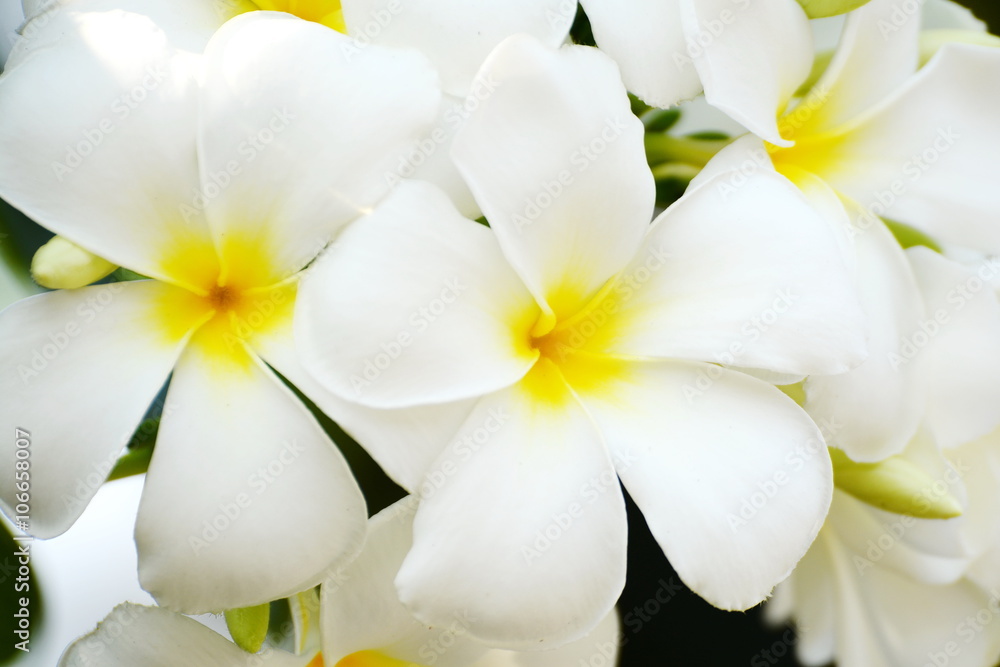 Obraz premium plumeria flowers, plumeria on the plumeria tree. 