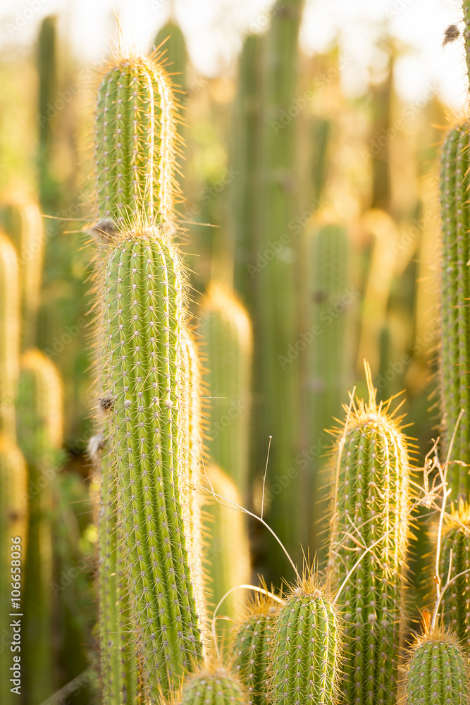 Cactus Field Cactus Field