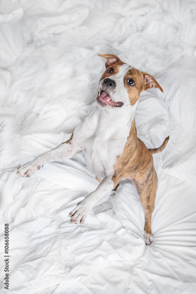 Happy american staffordshire terrier dog having fun on the bed Happy american staffordshire terrier dog having fun on the bed