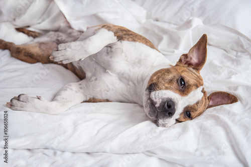 American staffordshire terrier dog sleeping on the bed