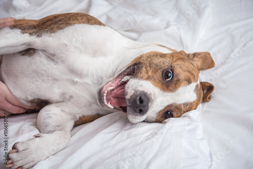 Crazy american staffordshire terrier dog having fun on the bed © Rita Kochmarjova