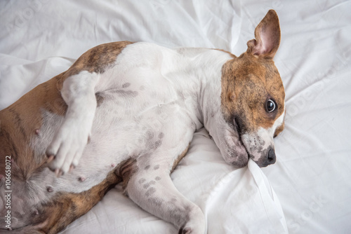 Happy american staffordshire terrier dog having fun on the bed © Rita Kochmarjova