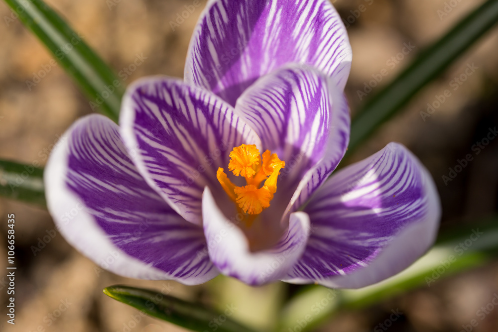 Fototapeta premium first spring flowers in garden crocus