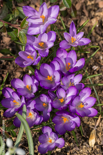 first spring flowers in garden crocus