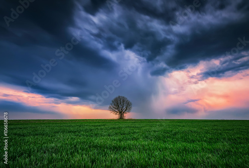 Alone in the storm Storm over a spring field with a lonely tree near Varna, Bulgaria.