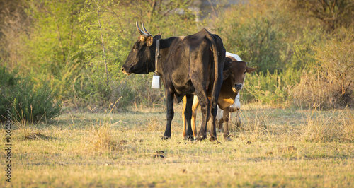 Fototapeta Naklejka Na Ścianę i Meble -  Cow In Field