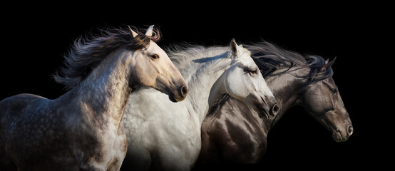 Horse herd portrait run gallop isolated on black background
